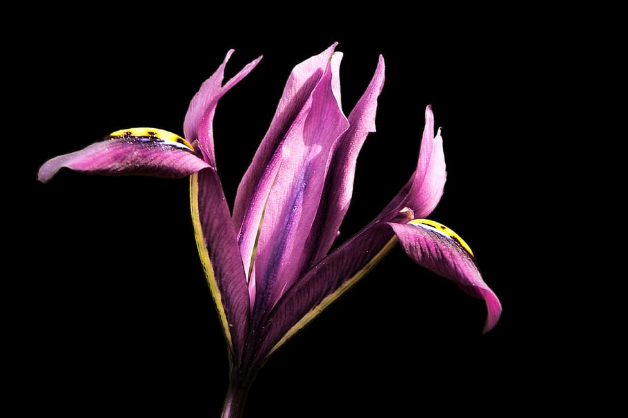 flower, blossom, bloom, isolated, dwarf iris, violet, petals HD wallpaper