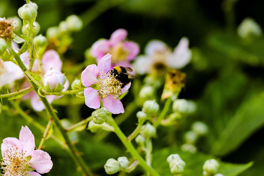 Black and Brown Bee on Pink Flower Selective Focus Photography HD wallpaper