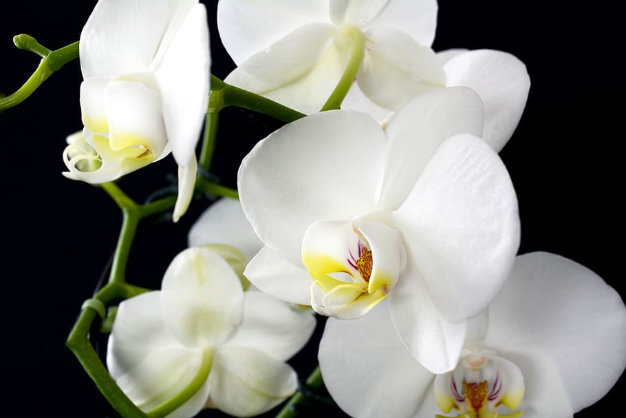 orchid, flower, plant, nature, tropical, petal, close up, blossom HD wallpaper