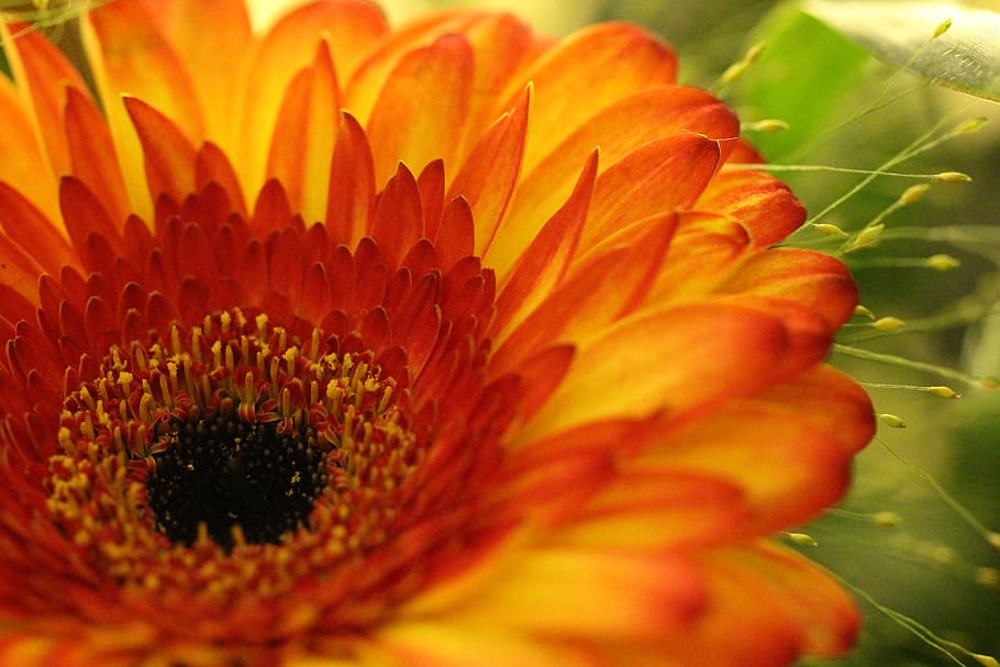 gerbera, yellow, macro, flower, blossom, bloom, close up, nature HD wallpaper