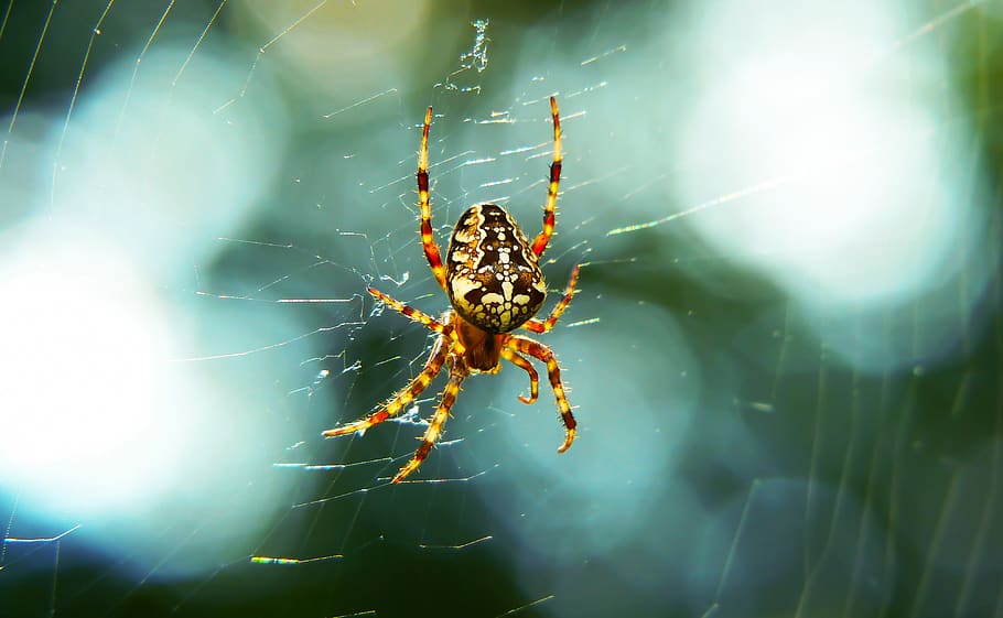 spider web, invertebrate, animal themes, animal wildlife, animals in the wild HD wallpaper