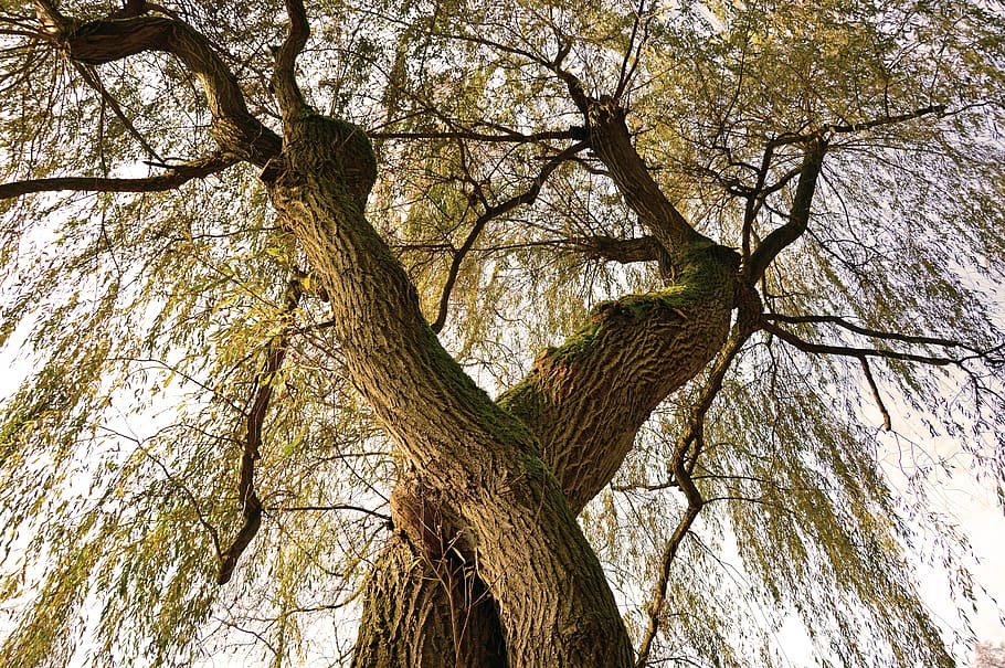 log, tree, devoured, tribe, deciduous tree, leaves, wood, nature HD wallpaper
