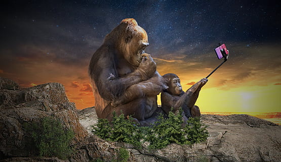 monkey, selfie, camera, vacations, summer, photography, portrait HD wallpaper