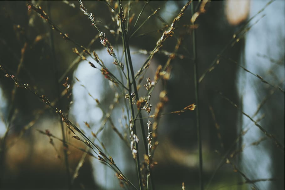 plants, growth, nature, no people, selective focus, day, beauty in nature HD wallpaper
