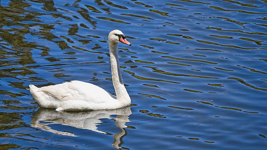 animal wildlife, animals in the wild, water, bird, animal themes HD wallpaper