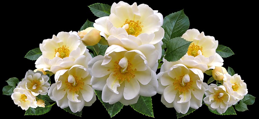 roses, white, flowers, arrangement, nature, romantic, flowering plant HD wallpaper