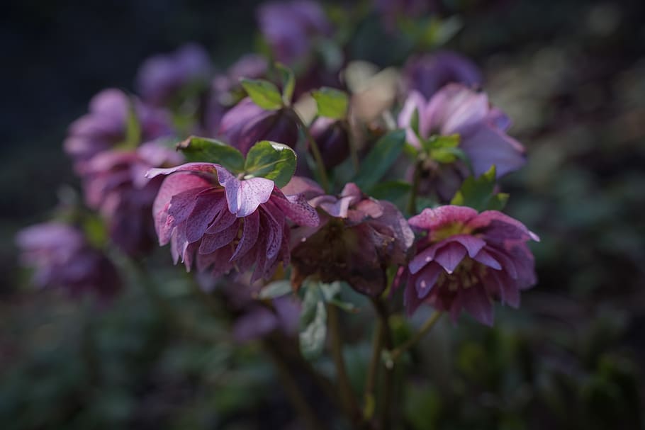 blossom, geranium, plant, flower, acanthaceae, aquilegia, iris HD wallpaper