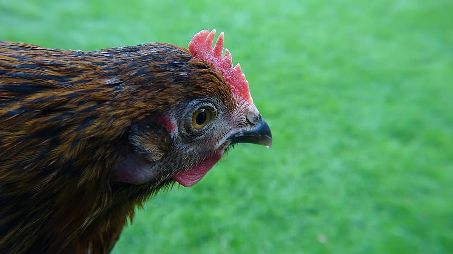 chicken, green, nature, grass, bird, animal, poultry, feather HD wallpaper