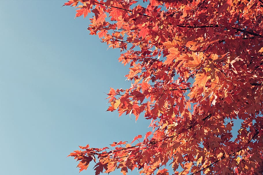 autumn, beauty in nature, plant part, leaf, change, tree, sky HD wallpaper