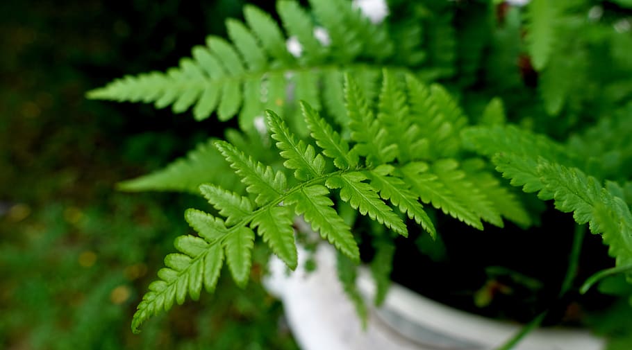 fern, plant, green, nature, leaves, flora, wedel, macro, close up HD wallpaper