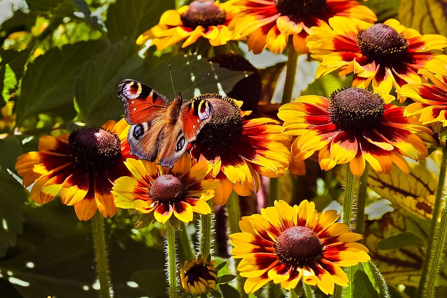 flowers, coneflower, blossom, bloom, nature, summer, plant HD wallpaper