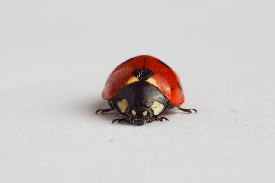 Ladybug on White Surface, animal, closeup, insect, ladybird, animal themes HD wallpaper