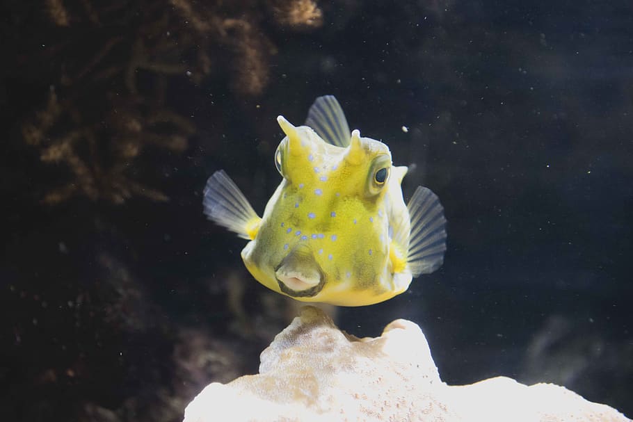 animal themes, water, underwater, one animal, animal wildlife HD wallpaper