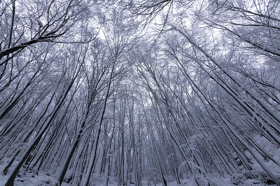 trees, winter, snow, nature, cold, landscape, white, wintry HD wallpaper
