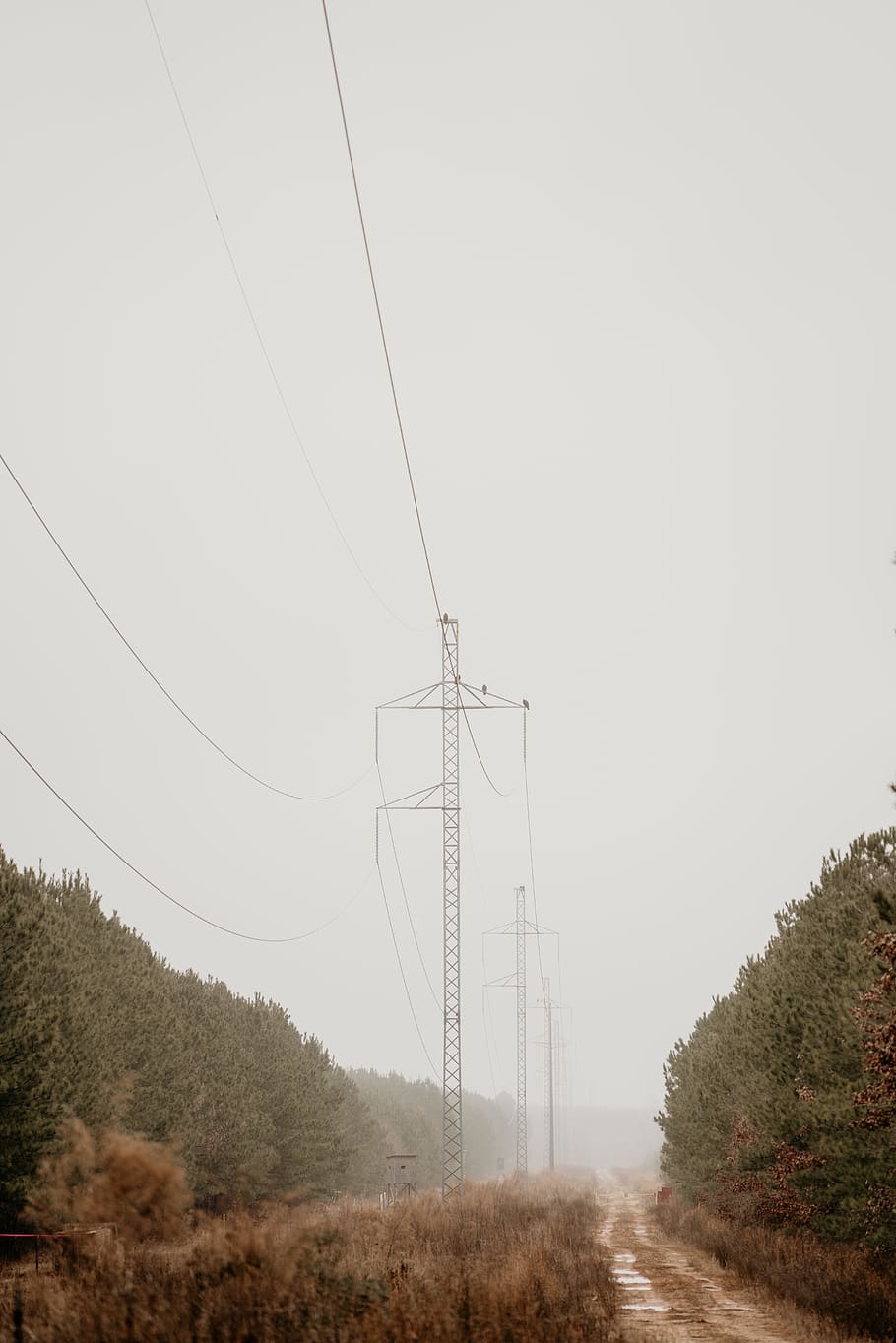 united states, louisiana, tree, minimal, minimalism, minimalist HD wallpaper