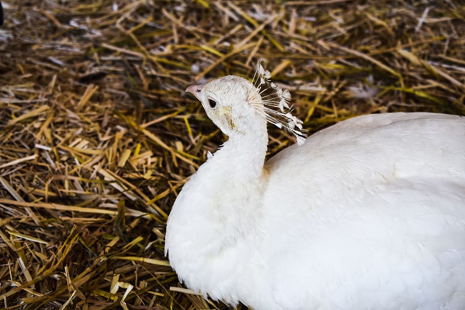 birds, white, feathers, peacocks, albino, animals, farm life HD wallpaper