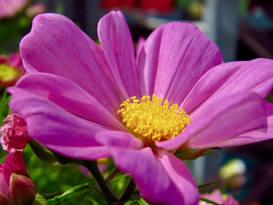 plant, pollen, flower, blossom, geranium, petal, spring, daisies HD wallpaper