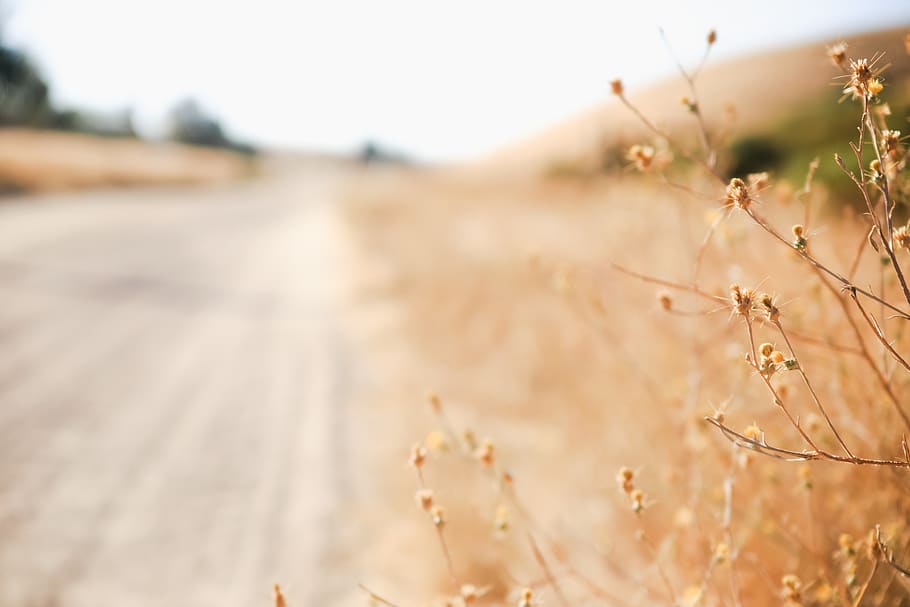 brown grass beside straight road, plant, usa, creston, animal HD wallpaper