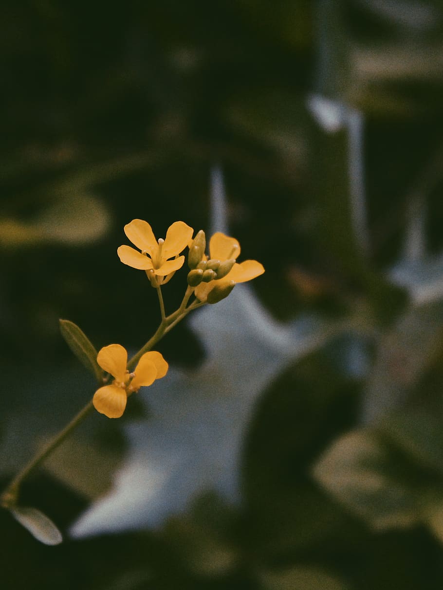Soft-focus Photography of Yellow Petaled Flowers, bloom, blooming HD wallpaper