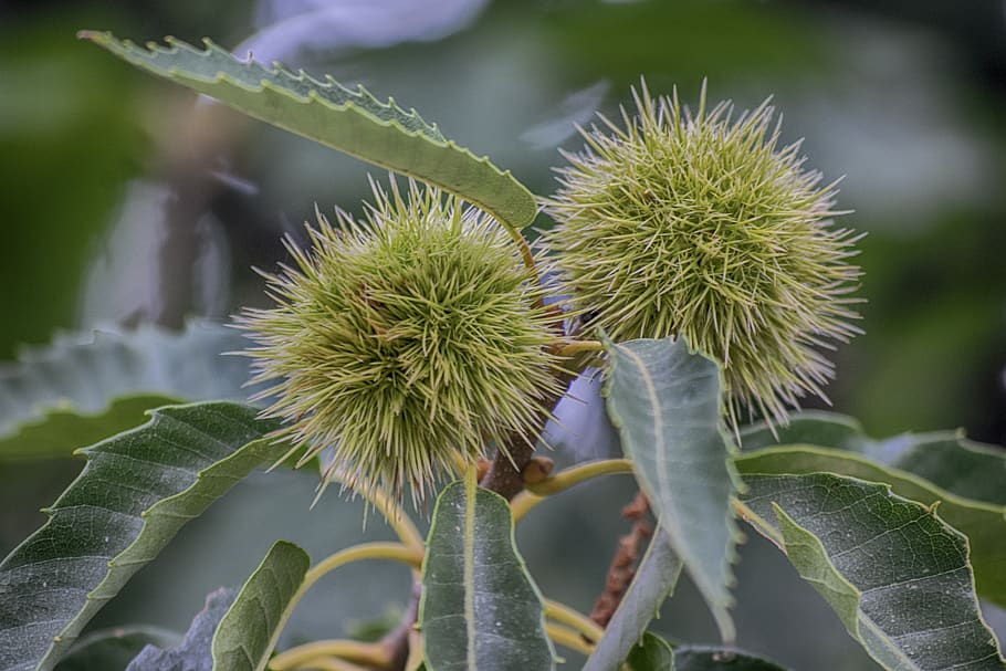 chestnuts, autumn, shell, thorny, leaves, plant, growth, close-up HD wallpaper