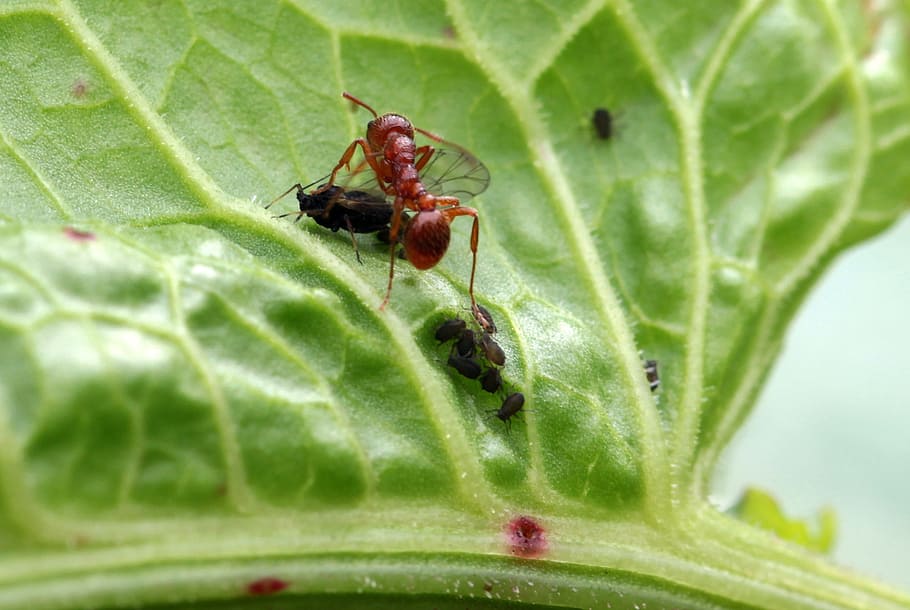 ant, red, garden, insect, animal, wild, nature, plant part HD wallpaper