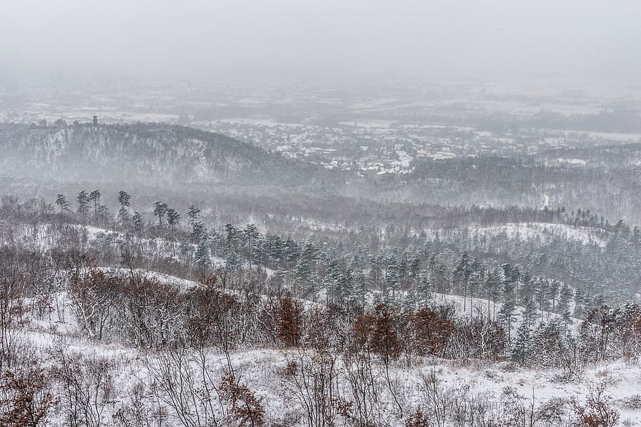 winter, cold, fog, snowy, ice, landscape, nature, wintery, white HD wallpaper