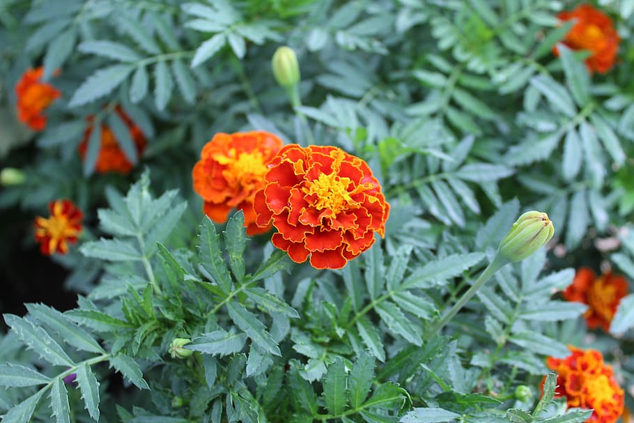 flora, floral, flower, beauty, nature, natural, orange flower HD wallpaper