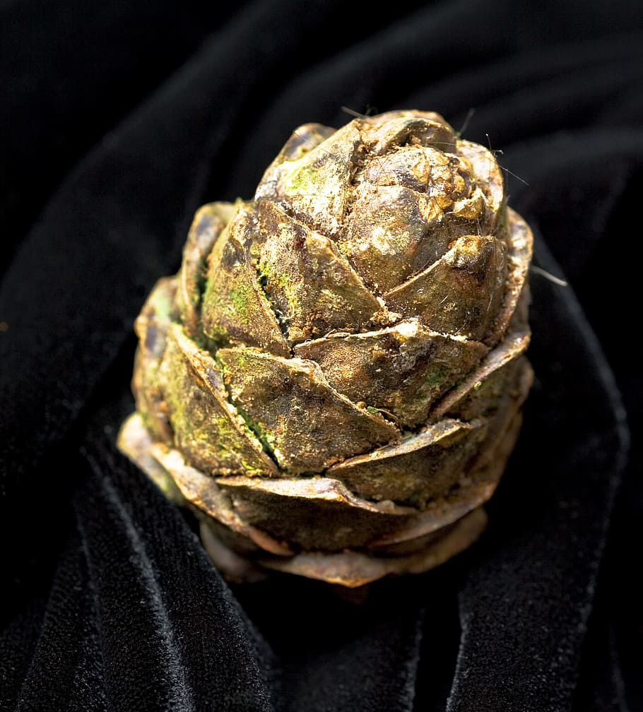 pine, cone, plant, textured, dark, close-up, food and drink HD wallpaper