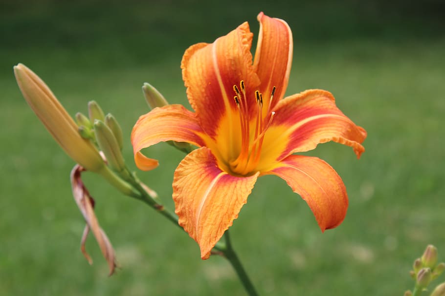 day, lily, orange, spotted, flower, floral, botanical, macro HD wallpaper