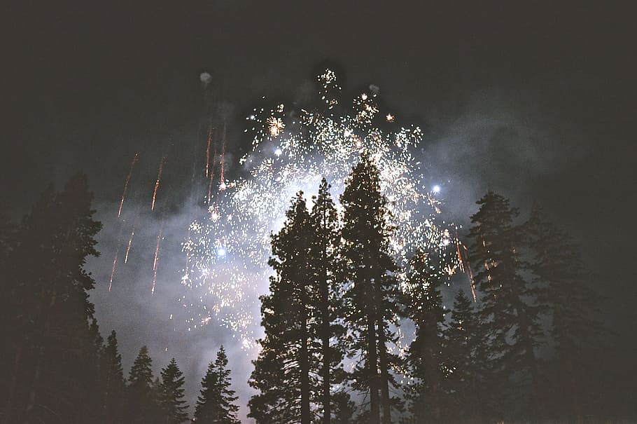 fireworks, woods, light, lightning, color, activity, happy HD wallpaper