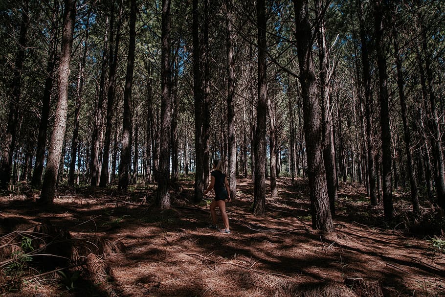Woman Walking on Forest, back view, environment, hike, landscape HD wallpaper