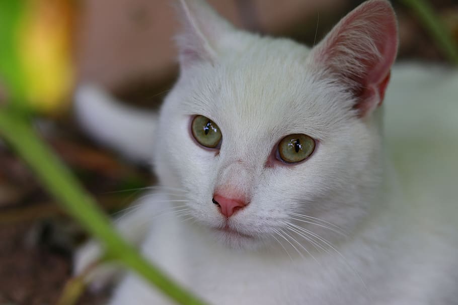 cute, cat, pet, feline, animal, kitty, adorable, domestic, furry HD wallpaper