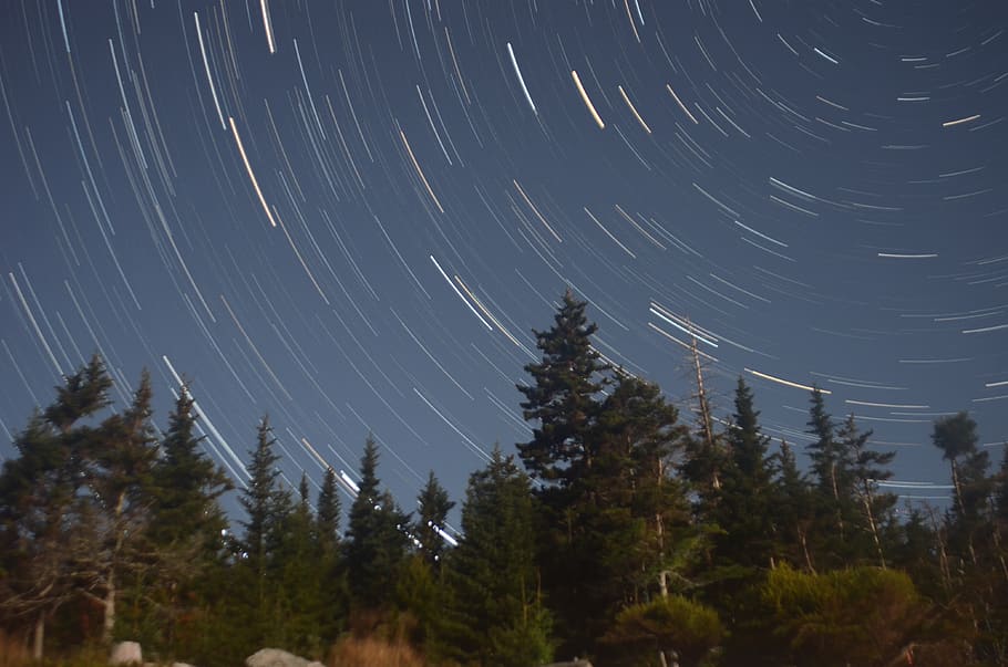 tree, stars, forest, nikon, astrophotography, longexposere HD wallpaper