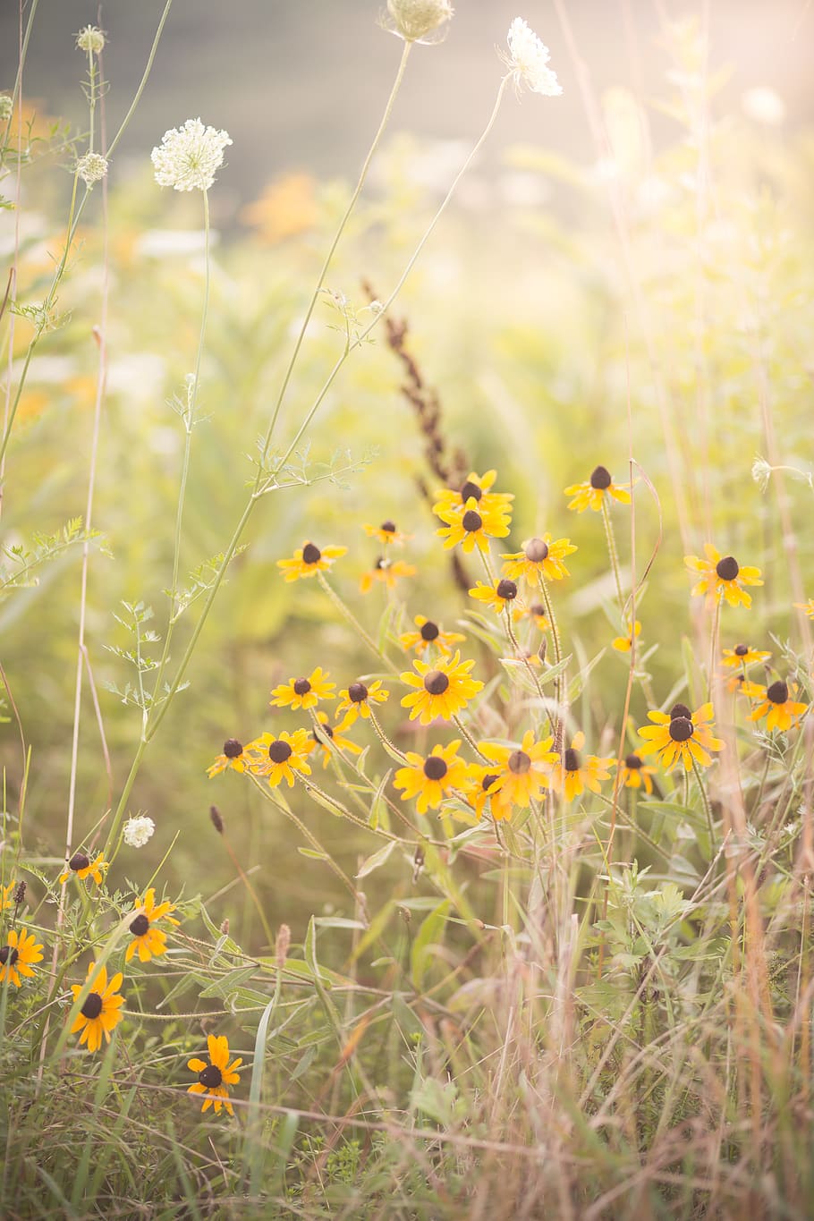 yellow-petaled flowers, grassland, outdoors, field, nature, plant HD wallpaper