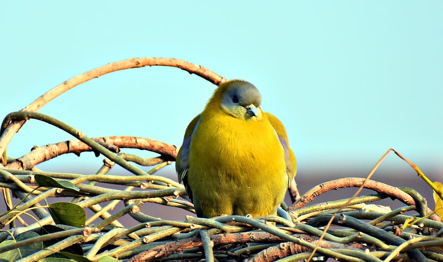 nature, bird, wildlife, animal, dove, yellow, green, perching HD wallpaper