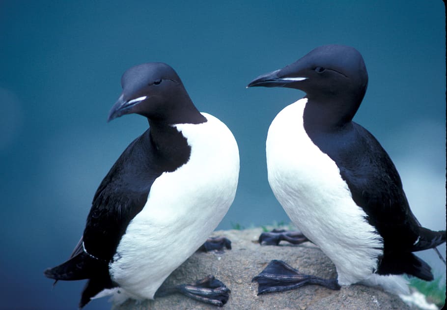 murres, thick, bird, animal, nature, couple, animal themes HD wallpaper