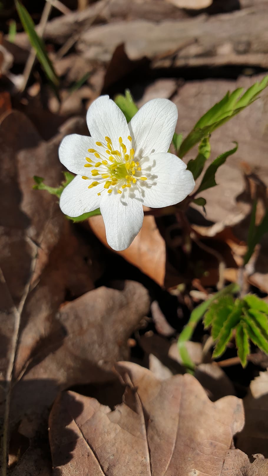flower, white flower, spring, plant, flowering plant, fragility HD wallpaper