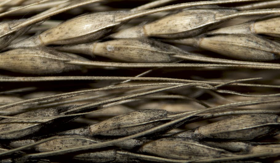 seeds, wheat, cereals, agriculture, harvest, grain, food and drink HD wallpaper