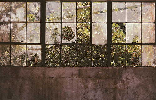 open window near tree, building, broken, glass, plant, sunlight HD wallpaper