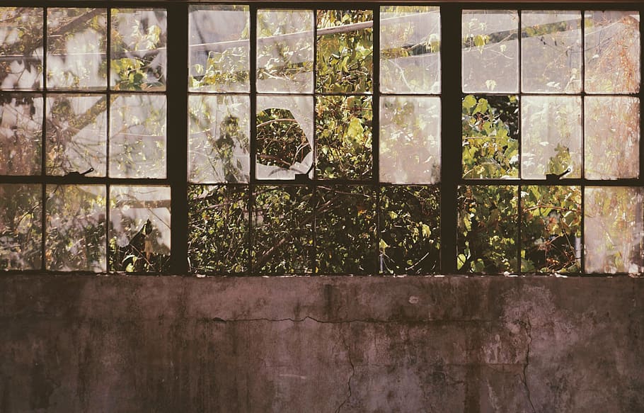 open window near tree, building, broken, glass, plant, sunlight HD wallpaper