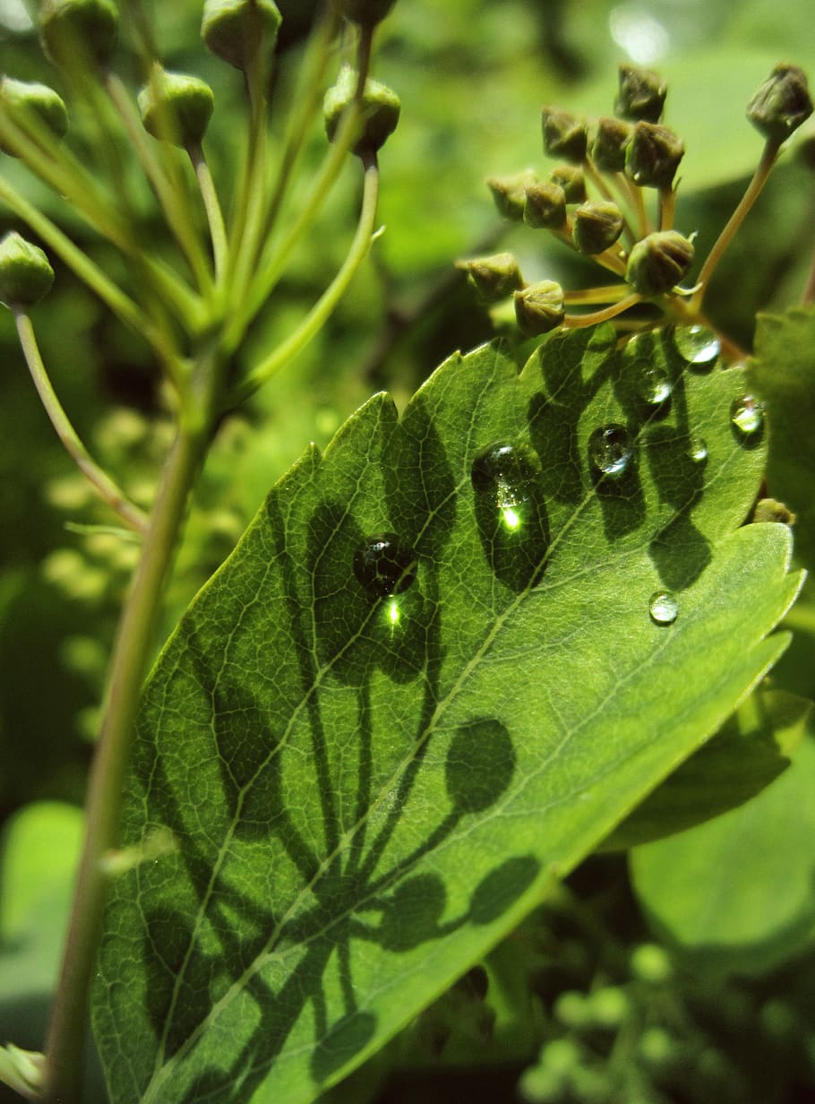 plant, green, the bodice, shadows, light, rain drops, sun, nature HD wallpaper