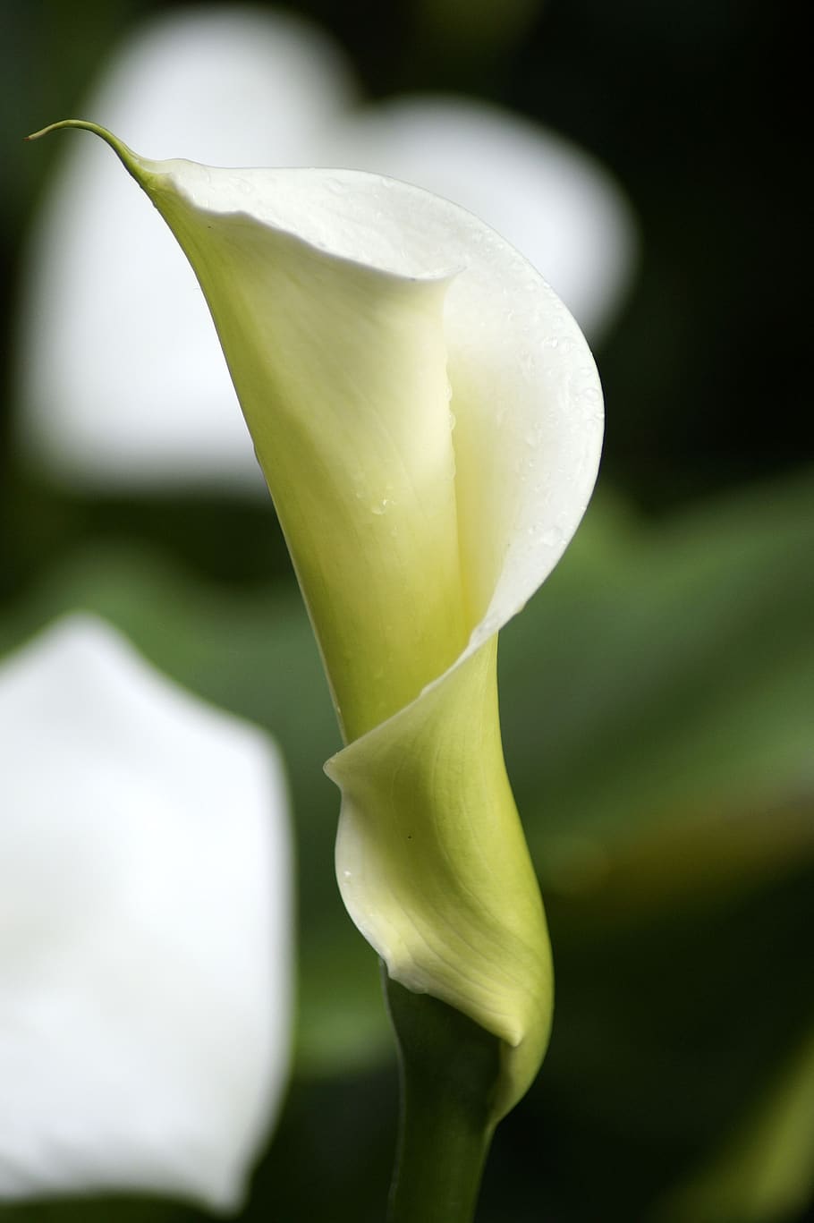 aethiopica, calla, hy, lily, striking, white, flower, tuberous HD wallpaper