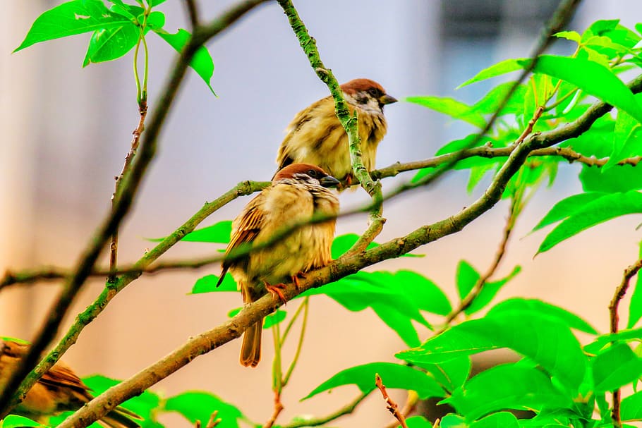 palm, feather, bird, stone, sparrow, beak, eye, coffee, fly, HD wallpaper