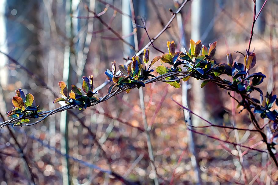 spring, first green, close up, leaves, hell, forest, plant HD wallpaper