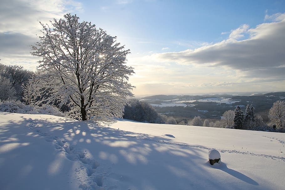 snow, winter, cold, frost, frozen, tree, landscape, nature HD wallpaper