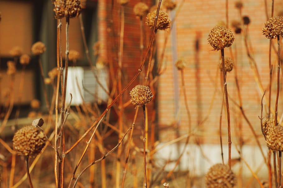 grass, plant, lawn, reed, produce, food, vegetable, grain, blossom HD wallpaper