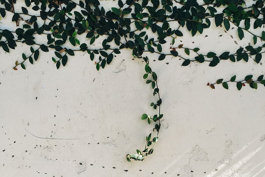 vines, leaves, leaf, plant part, green color, wall - building feature HD wallpaper