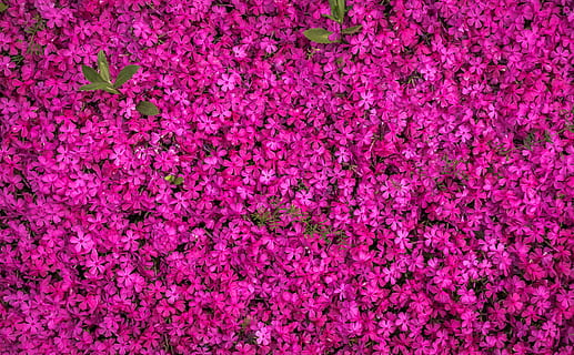 Pink Blooming Flowers, background, beautiful, blossom, botanical HD wallpaper