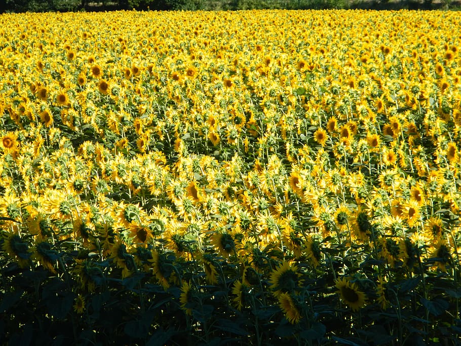 italy, sant'alberto, growth, plant, flower, field, beauty in nature HD wallpaper