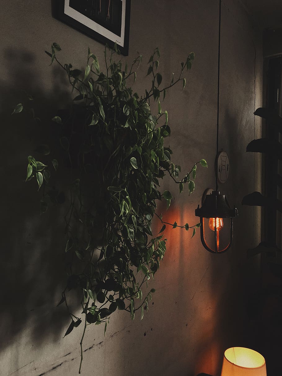 Green-leafed Plants Beside Pendant Lamp, dark, hanging, indoors HD wallpaper